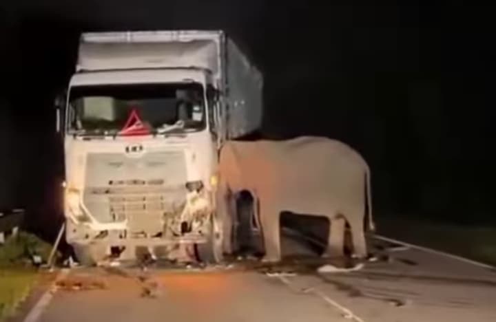 Trending Anak Gajah Tertabrak Truk, Ini Peran Penting Gajah dalam Sejarah Peradaban Islam