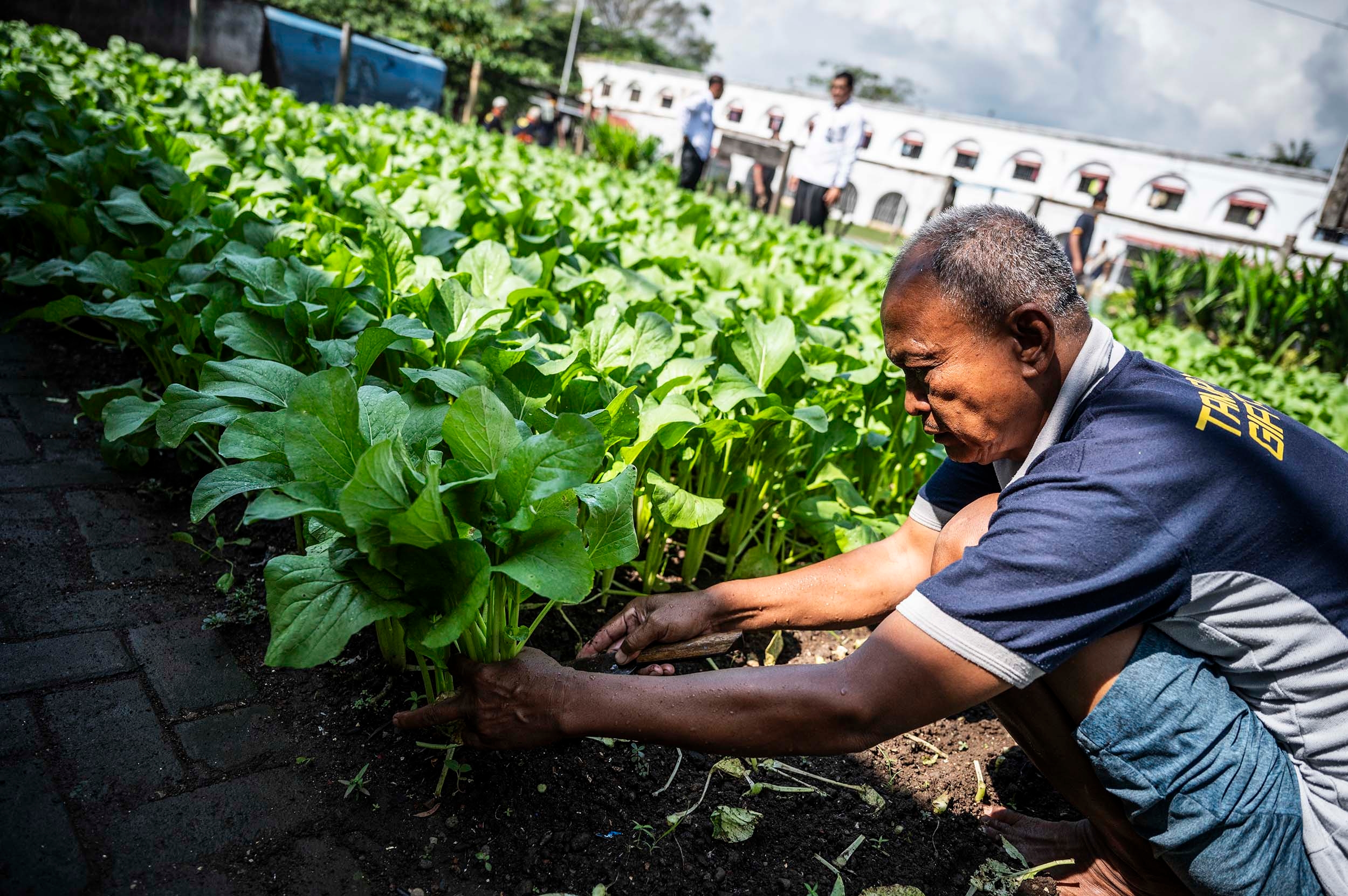 Apa Itu Ketahanan Pangan Nasional