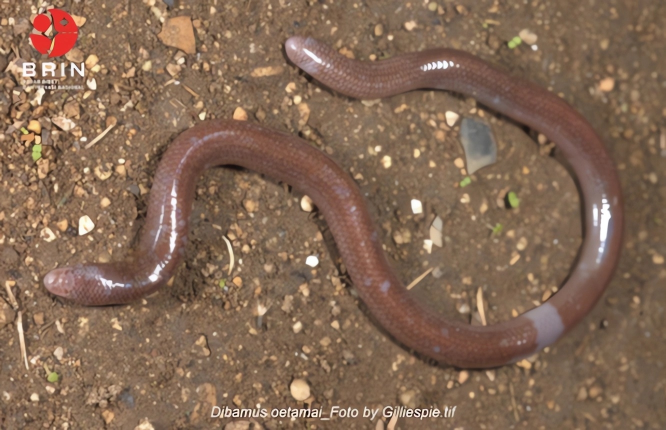 BRIN Temukan Spesies Baru Kadal Buta