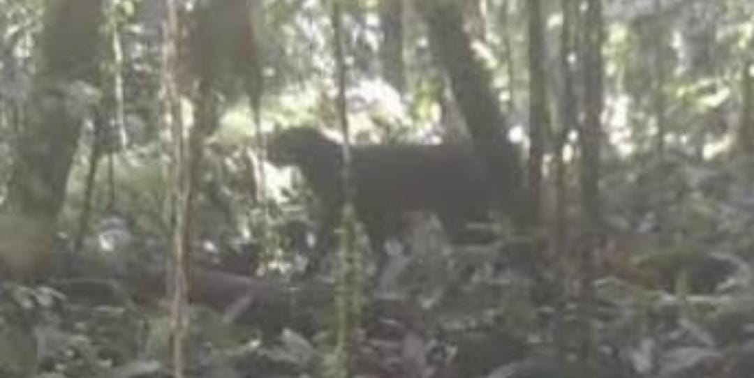 Kembali Viral! Kucing Merah Kalimantan Terekam Kamera Setelah 20 Tahun Menghilang