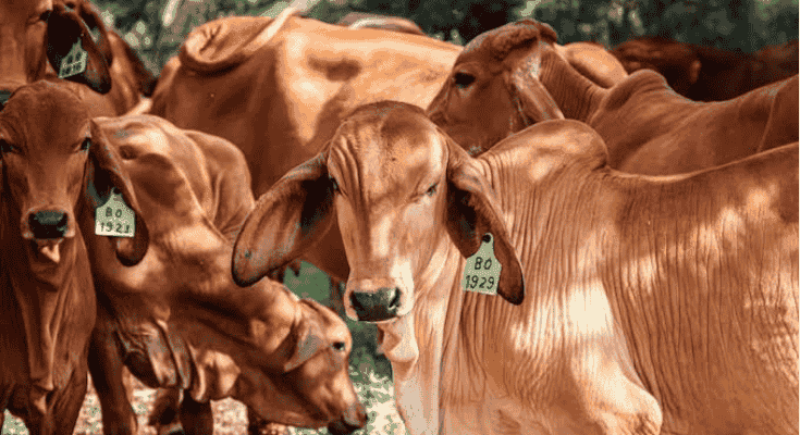 Dharma Jaya Bakal Siapkan 900 Ekor Sapi Kurban untuk Idul Adha 1447 Hijriah