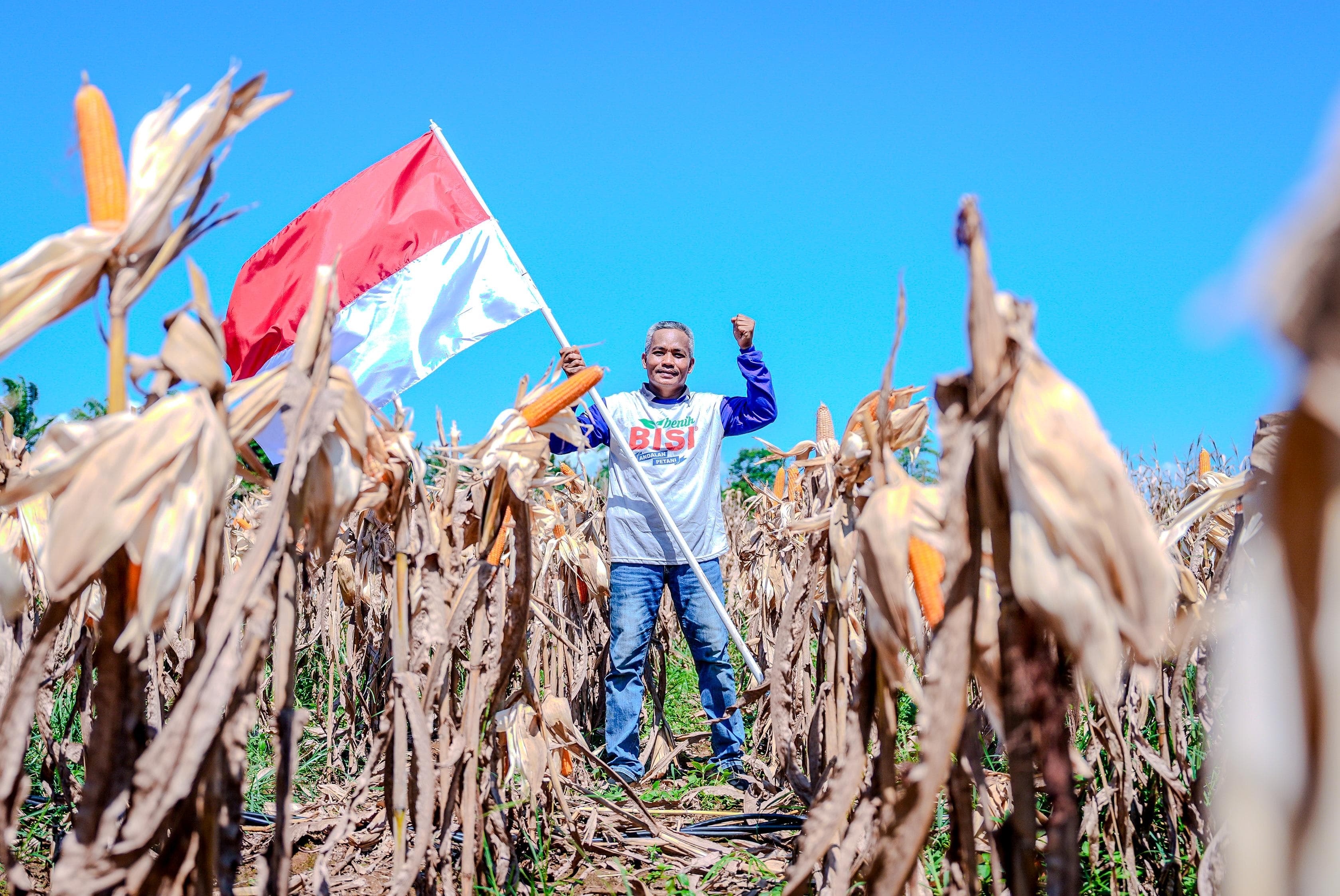 Berkat Dukungan Pemerintah, Panen Raya Jagung Tahun ini Bawa Berkah bagi Petani Bengkayang