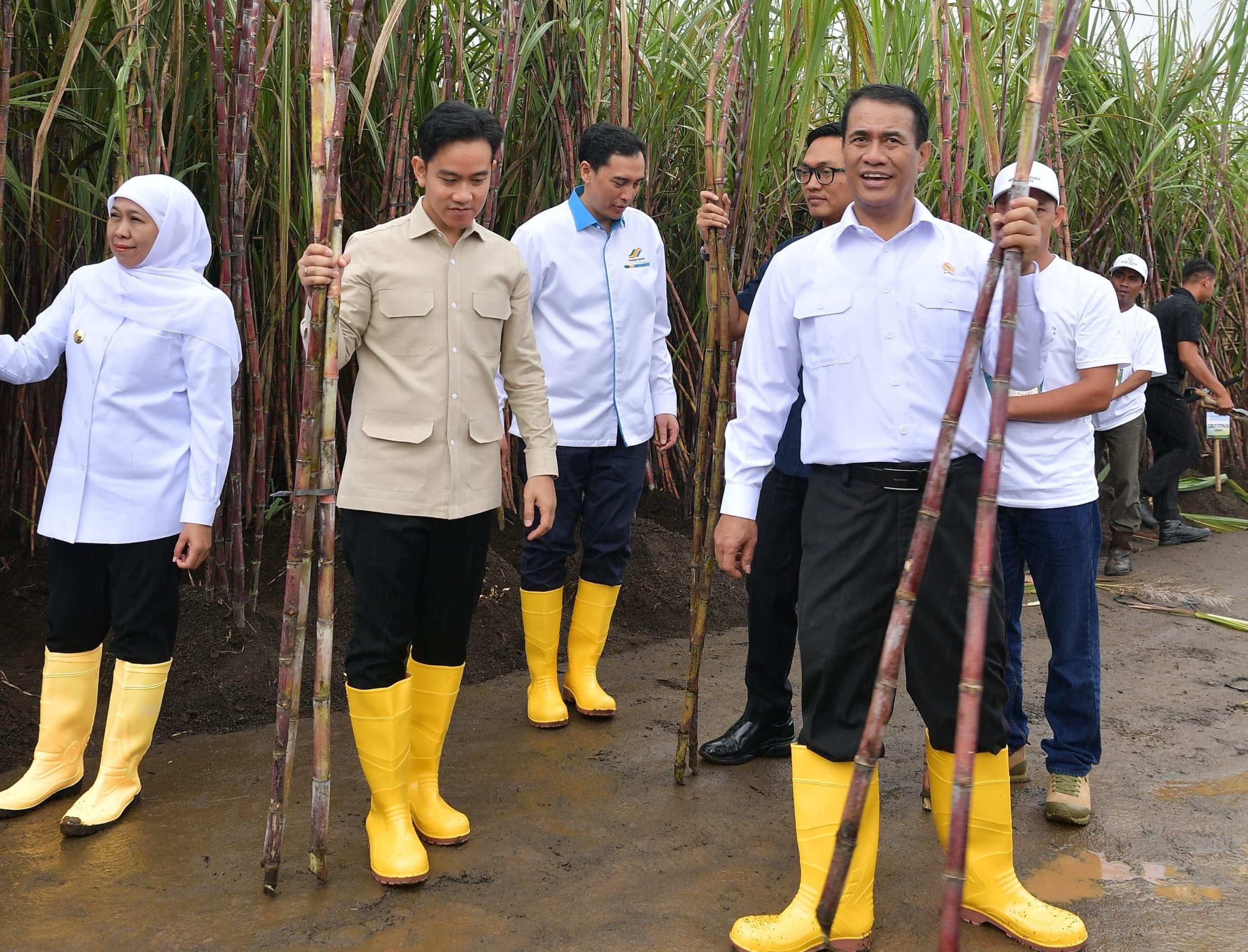 Wapres Tinjau Panen Raya Tebu dan Program Swasembada Gula di Banyuwangi