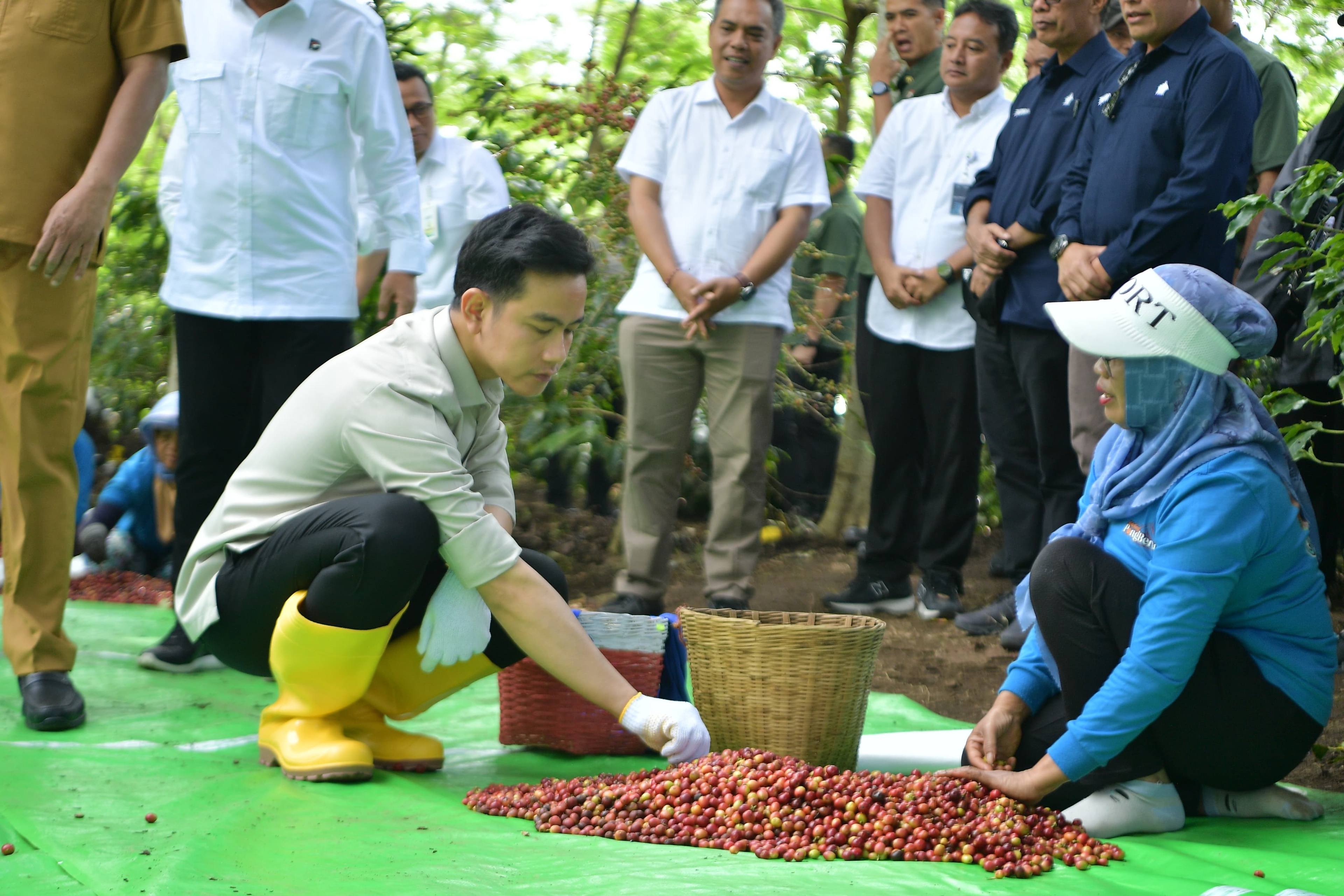 Kopi Indonesia Sudah Mendunia, Gibran Ingin Mutu dan Produktivitas Lebih Ditingkatkan