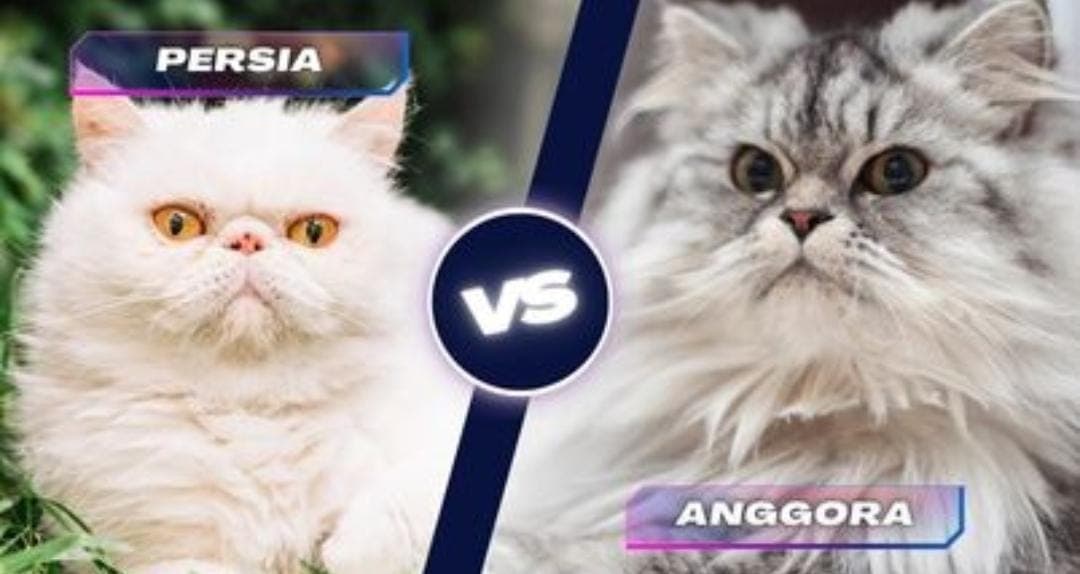 Ini Perbedaan Kucing Persia dan Anggora yang Wajib Diketahui Pencinta Kucing!
