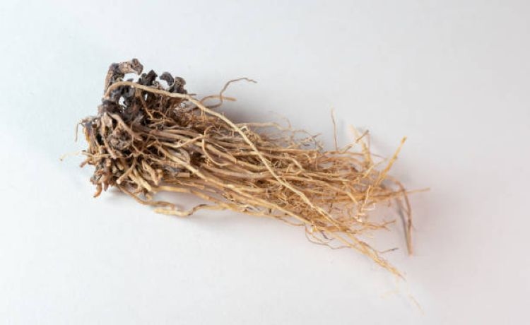 Efek Samping Konsumsi Valerian Root Berlebihan yang Harus Kamu Ketahui