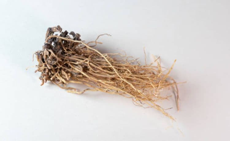 Efek Samping Konsumsi Valerian Root Berlebihan yang Harus Kamu Ketahui