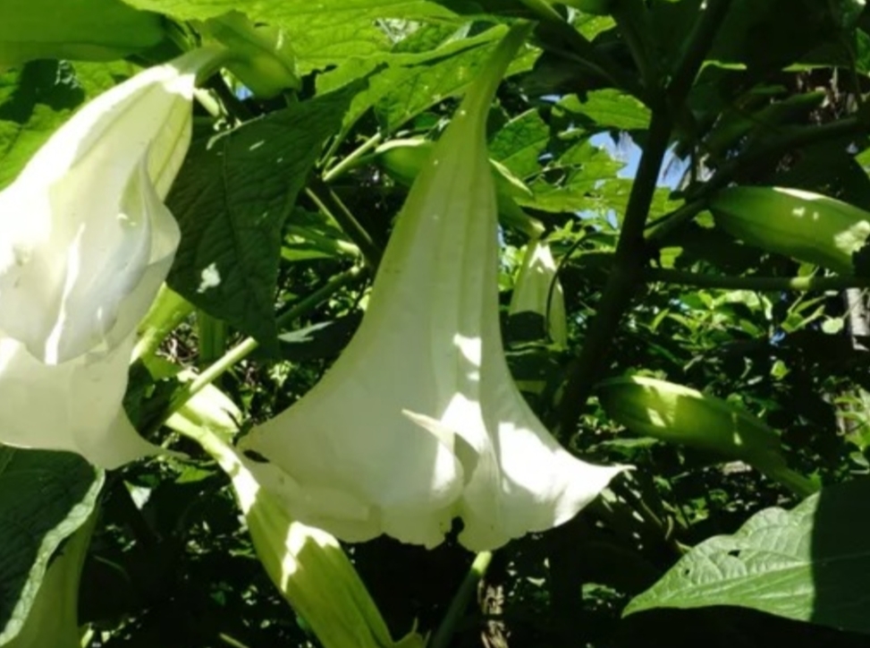 Buah Kecubung Bisa Bikin Halusinasi? Simak Penjelasan Ilmiahnya di Sini!