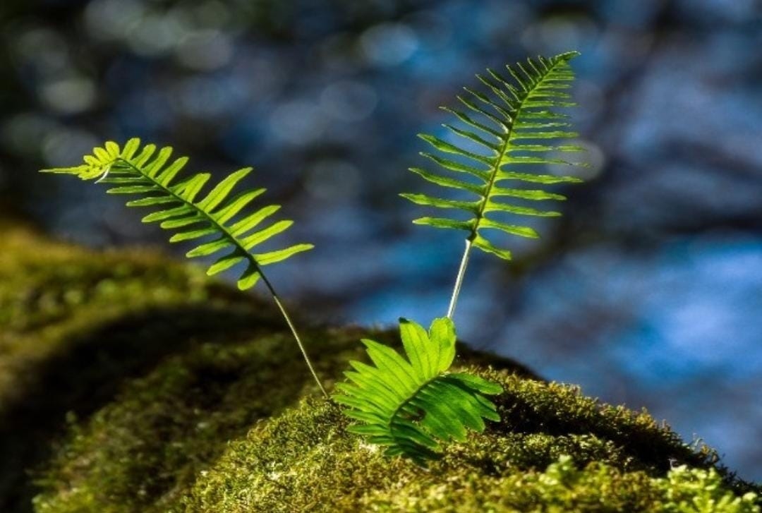 Apa Itu Kingdom Plantae? Yuk Kenali Ciri, Contoh, dan Klasifikasinya!