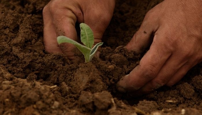 Kunci Jawaban: Bagaimana Urban Farming Bisa Menjadi Langkah Awal yang Baik Bagi Milenial yang Tinggal di Perkotaan untuk Memulai Karir di Green Jobs?