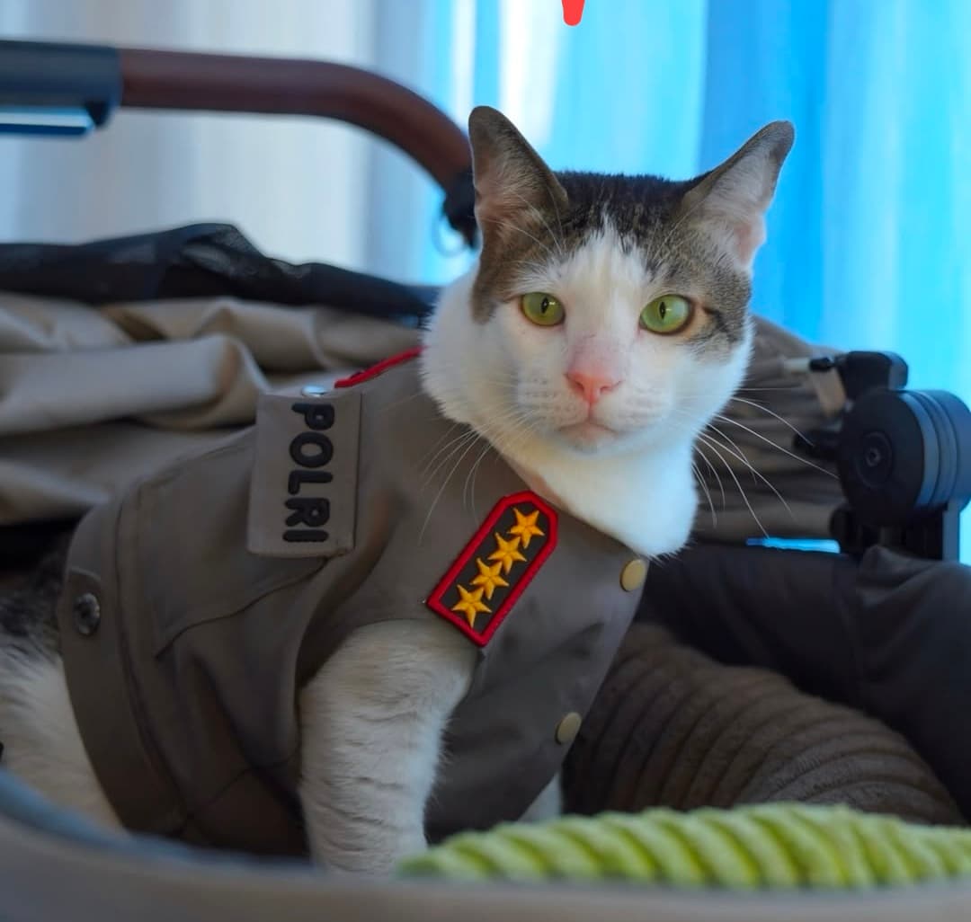 Kucing Bobby Dikawal Khusus Kepolisian, Wamensesneg: Kepunyaan Presiden Wajib Dijaga
