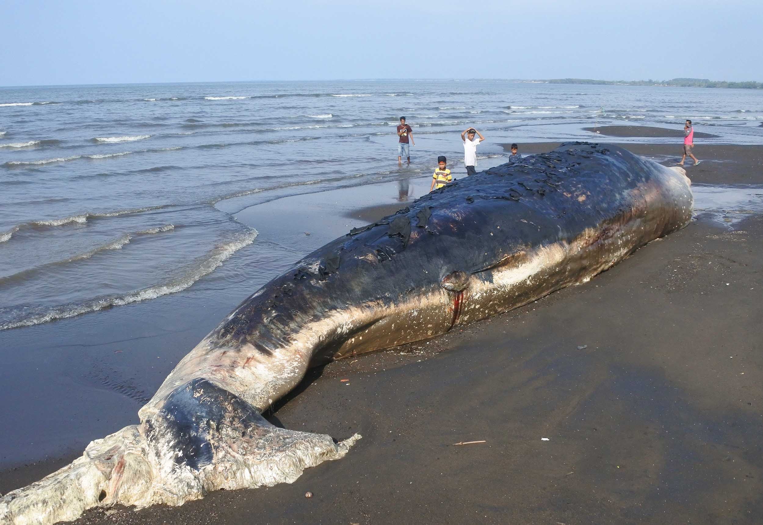 Hari Hiu Paus Internasional: Begini Cara Teknologi Satelit dan Drone Lindungi Satwa Laut