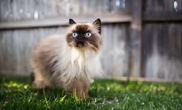 Kucing Tiba-tiba Agresif, Ini Penyebab dan Cara Menyikapinya