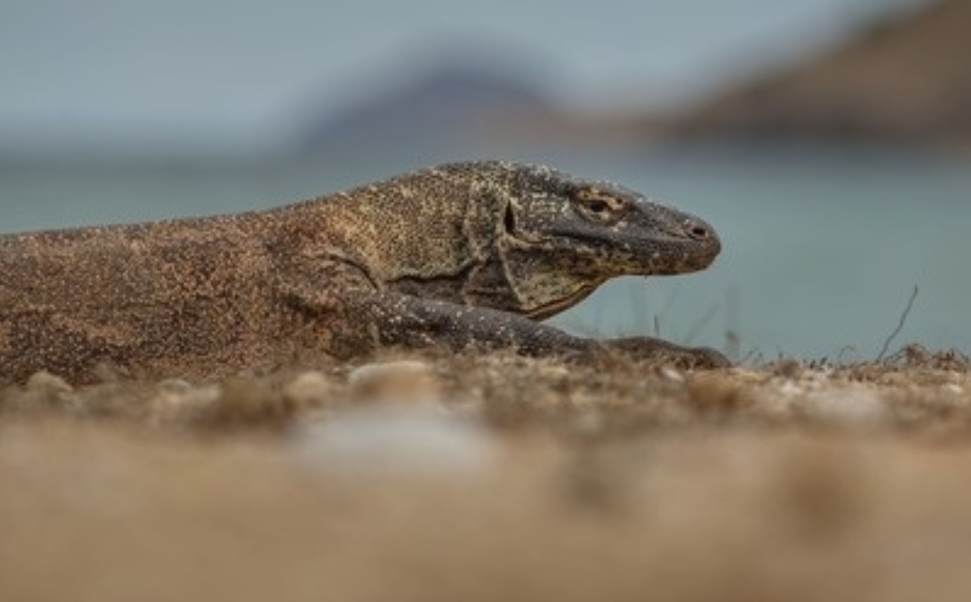 Dunia Hewan Melata: Spesies, Habitat, dan Peran Ekologisnya