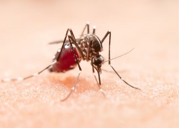 7 Tips untuk Mencegah Chikungunya yang Mudah Dilakukan, Apakah Termasuk Jenis Penyakit Menular di Indonesia?