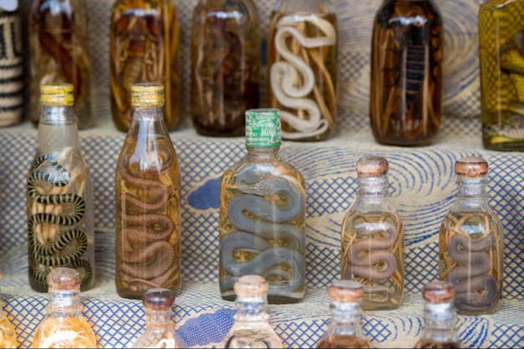 Snake Wine: Tonik Tradisional Tiongkok atau Ancaman Kesehatan?