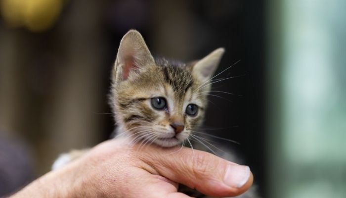 5 Kucing Terkecil di Dunia, Salah Satunya Bisa Muat di Telapak Tangan!