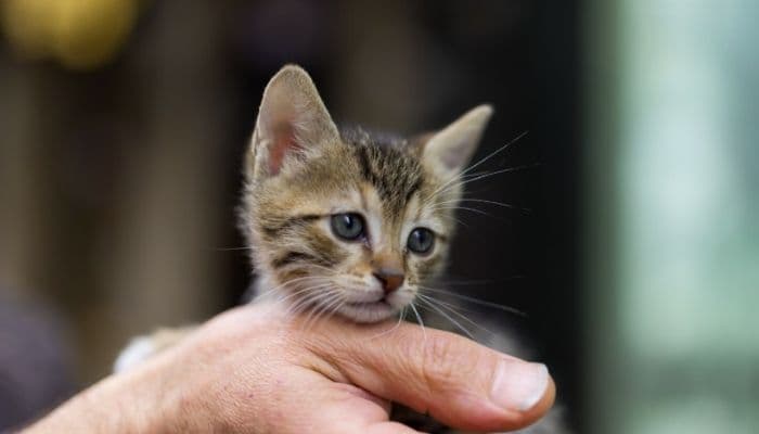 5 Kucing Terkecil di Dunia, Salah Satunya Bisa Muat di Telapak Tangan!