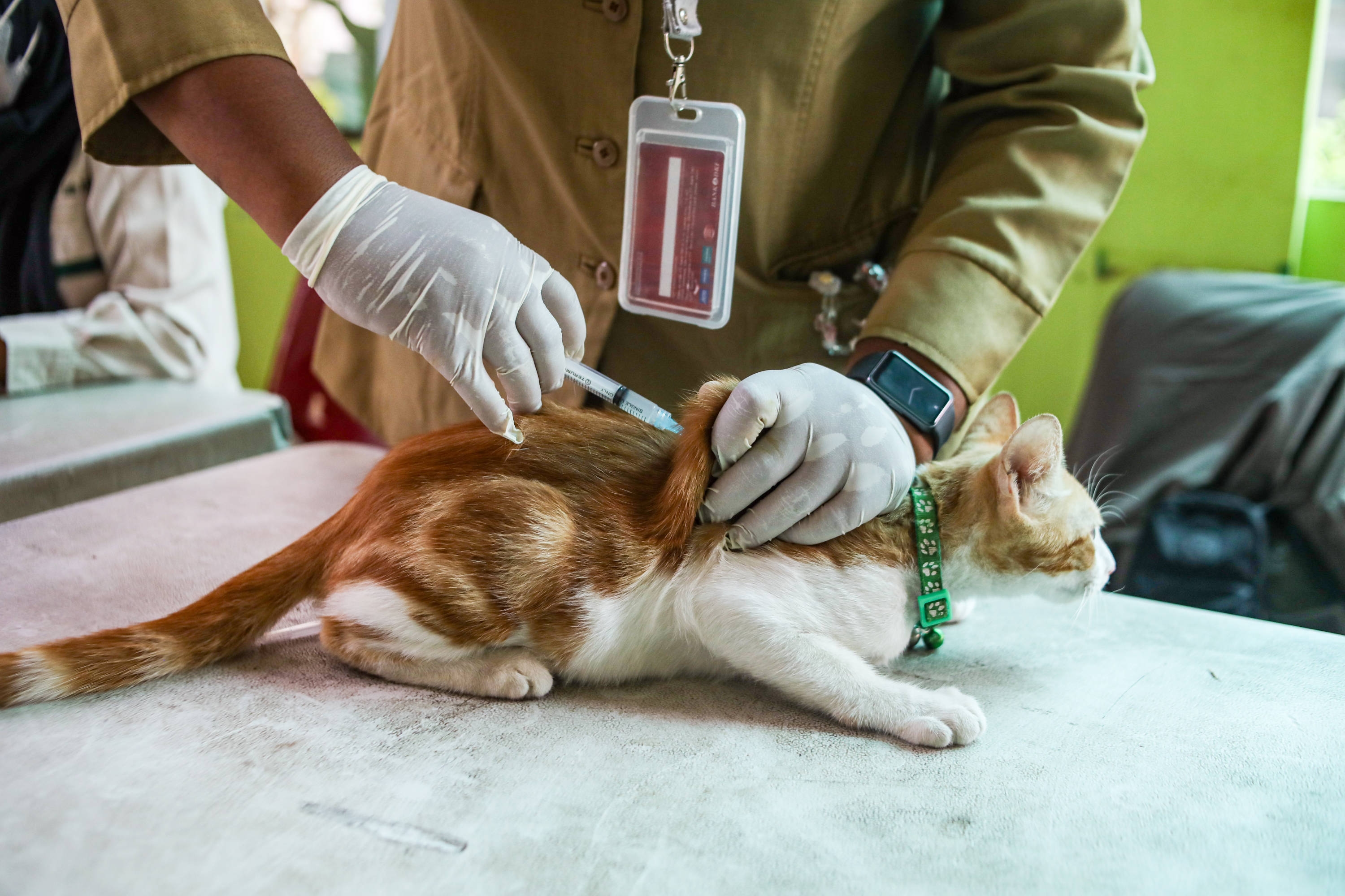 5 Alasan Umum Mengapa Kucing Tak Mau Makan dan Cara Mengatasinya