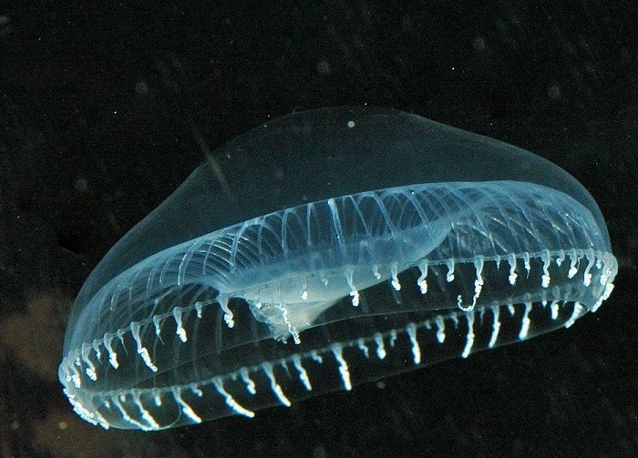 Pesona Hewan Bercahaya di Malam Hari