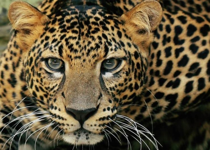 Kenali 10 Kucing Hutan Endemik Indonesia Paling Memikat