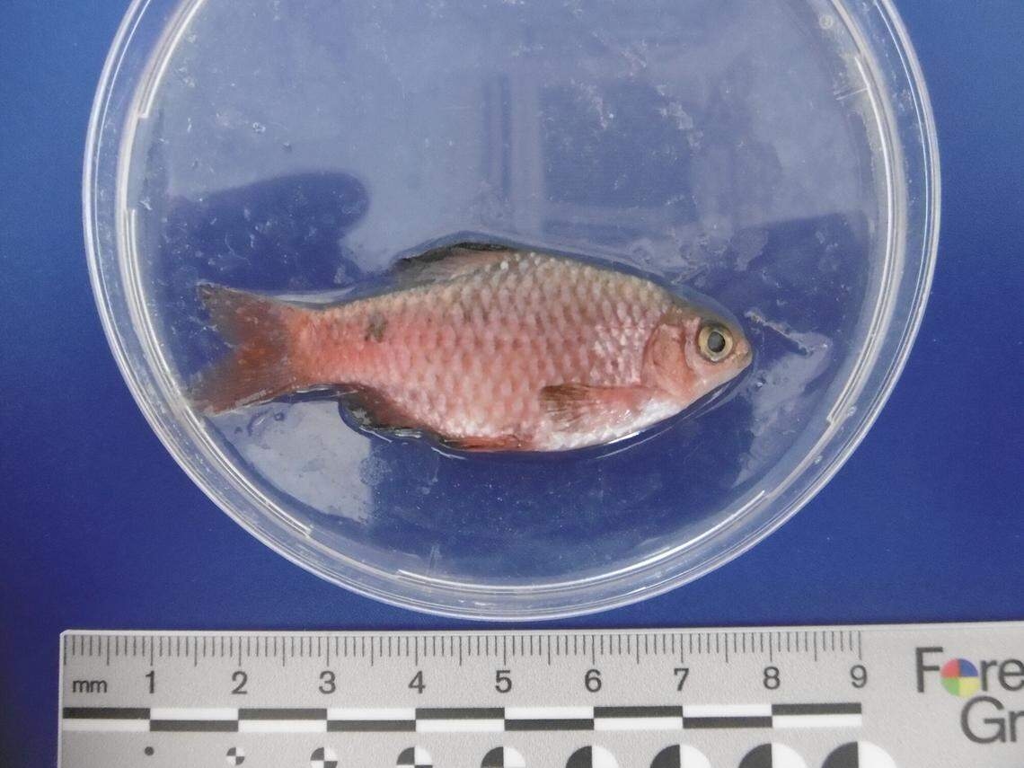 Penemuan Ikan Rosy Barb Merah Muda di London, Pertama Kali dalam 50 Tahun