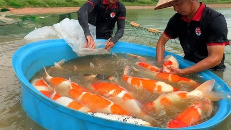 Berapa Lama Umur Ikan Koi Bisa Hidup