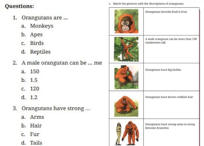 Kunci Jawaban Bahasa Inggris Kelas 9 Halaman 46: Reading Unit 2. Orangutan and Gorilla