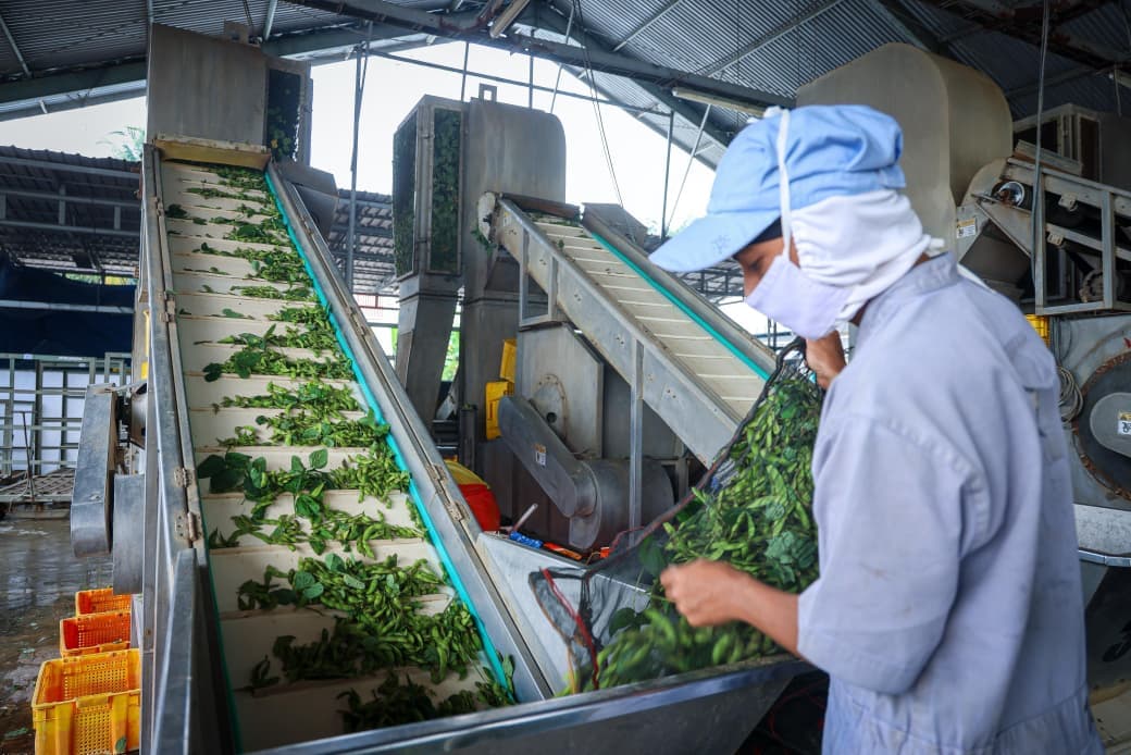 Digitalisasi Jadi Kunci Hilirisasi UMKM Naik Kelas