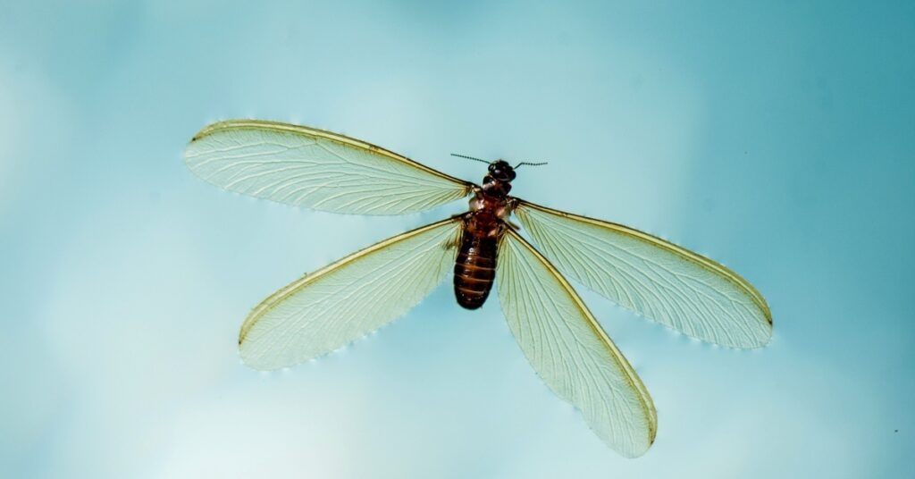 6 Cara Ampuh Mengusir Laron dari Rumah Saat Musim Hujan