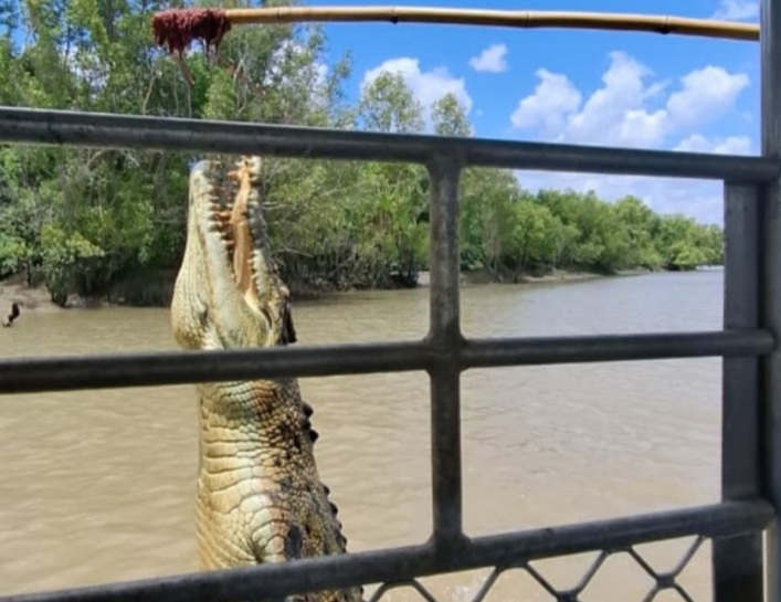 Wisata Seru Menyusuri Sungai Adelaide Sambil Mengintip Atraksi Buaya Liar Terbesar Australia
