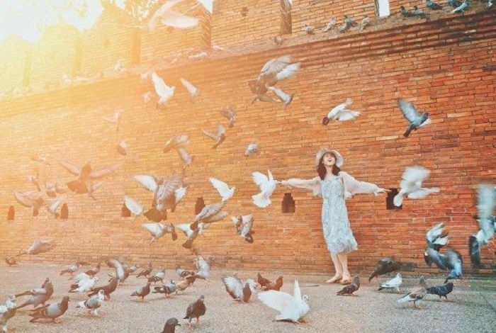 Kenapa Burung Merpati Tidak Pernah Tersesat? Simak Jawabannya di Sini!