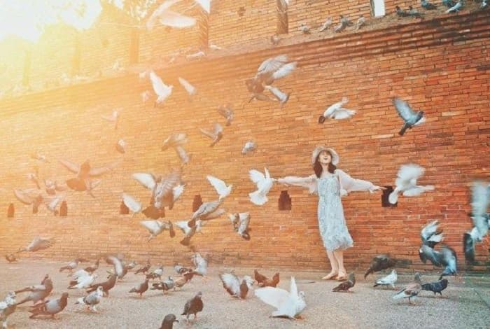 Kenapa Burung Merpati Tidak Pernah Tersesat? Simak Jawabannya di Sini!