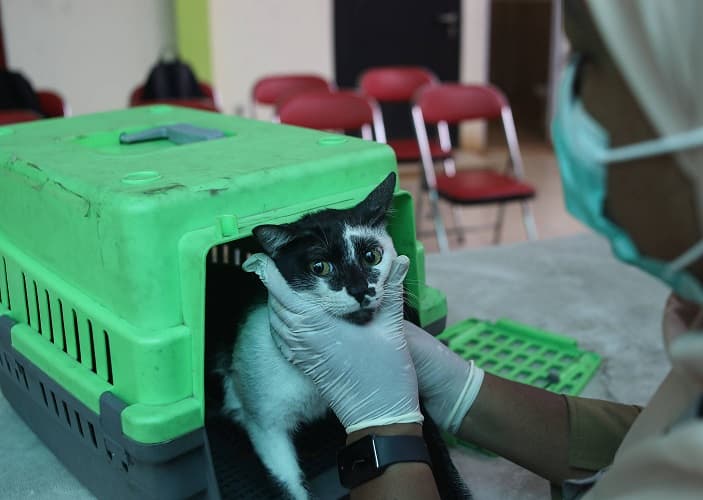Kenapa Kucing Suka Tidur Lama? Ini Penjelasan Ilmiahnya