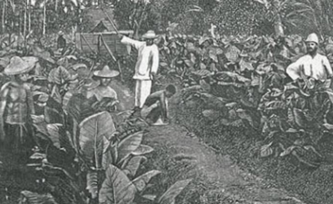 Dampak Sistem Tanam Paksa bagi Rakyat Indonesia