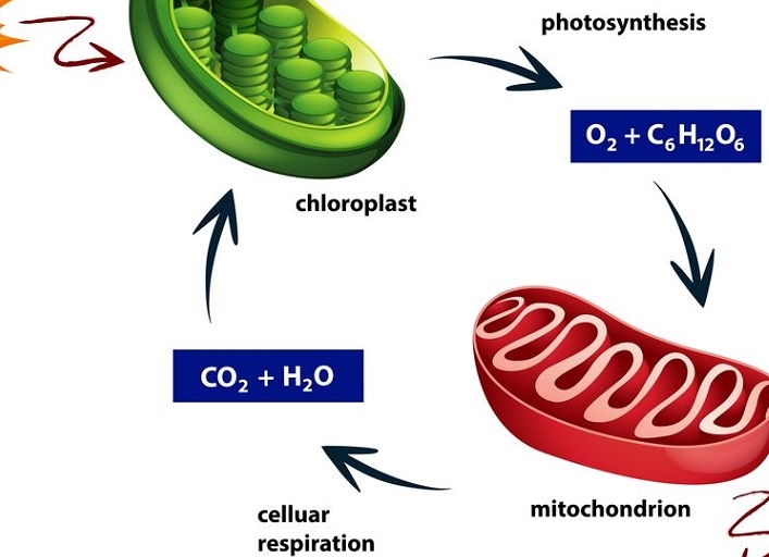 Kenali Apa Perbedaan Respirasi Aerob dan Anaerob