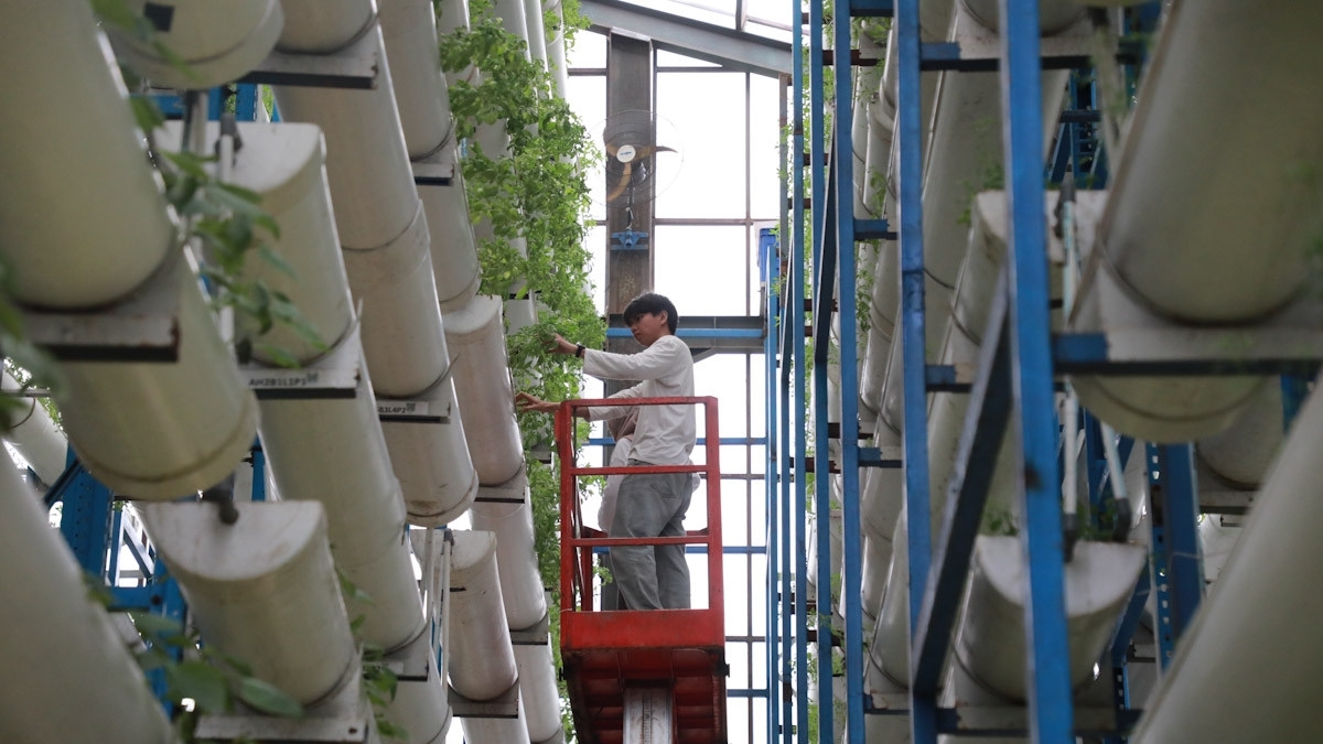 Ladang Farm Jadi Solusi Kebutuhan Pangan Jakarta di Tengah Keterbatasan Lahan