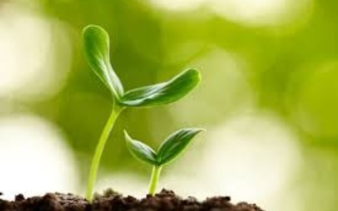 Pengaruh Cahaya dan Suhu terhadap Pertumbuhan Tanaman