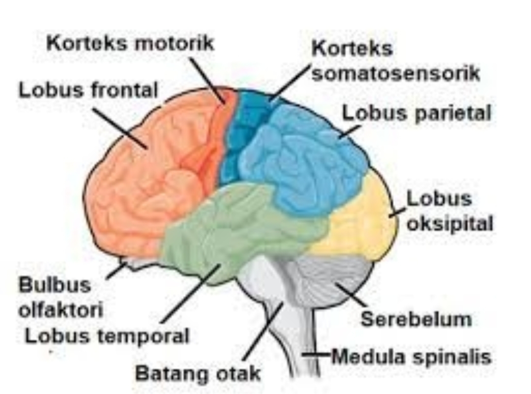 Mengenal Sistem Saraf Pusat Lengkap dengan Fungsi dan Contohnya