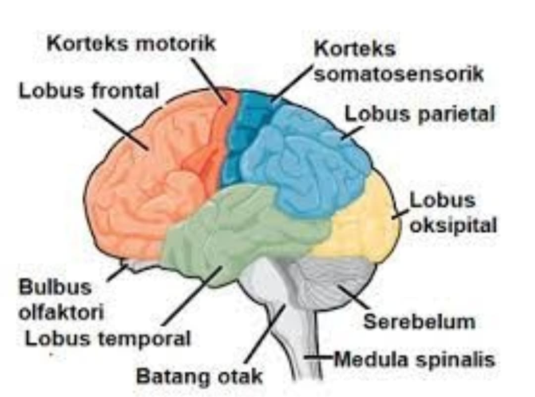 Mengenal Sistem Saraf Pusat Lengkap dengan Fungsi dan Contohnya