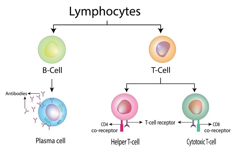 Apa Itu Limfosit? Pengertian, Jenis, Fungsi dan Gangguannya