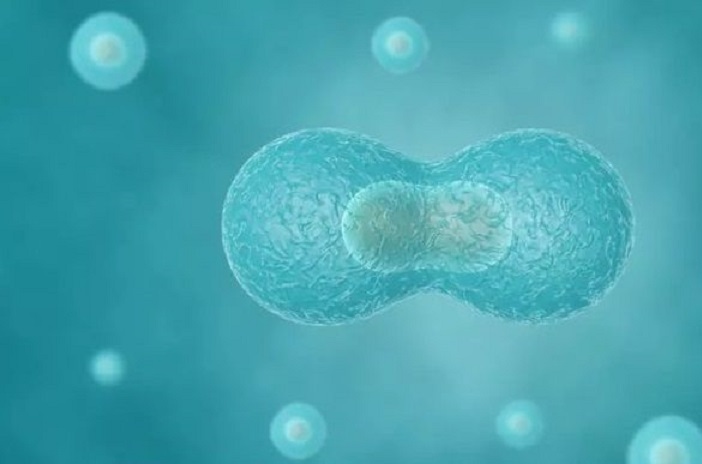 Mengapa Sel Mengalami Pembelahan? Penjelasan Lengkap Fungsi dan Prosesnya