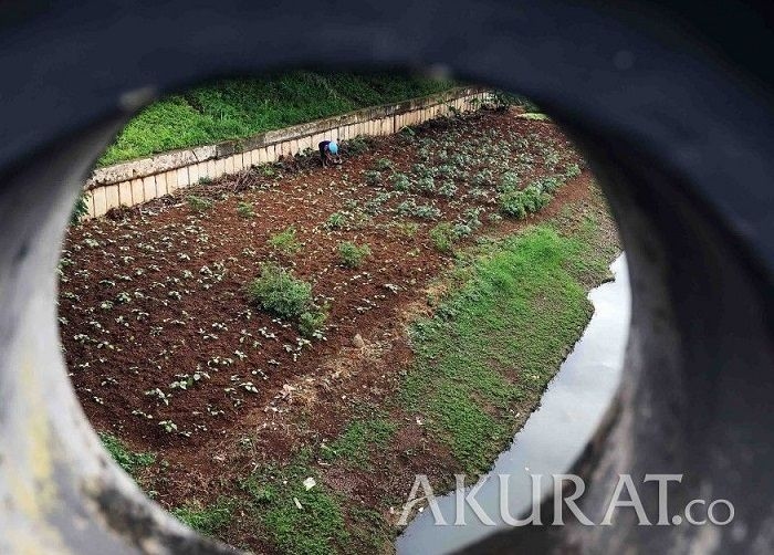 Pengaruh pH Tanah terhadap Tumbuhan