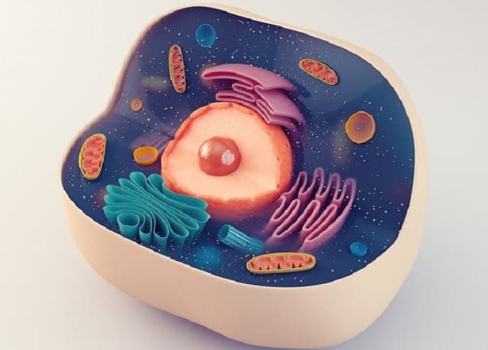 Perbedaan Mitosis dan Meiosis dalam Proses Pembelahan Sel