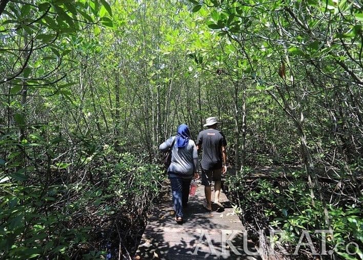 Cara Tumbuhan Karnivora Menangkap dan Mencerna Mangsa