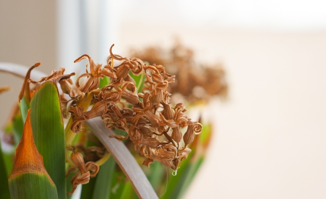 Ketahui Penyebab Tanaman Layu serta Solusi Penanganannya