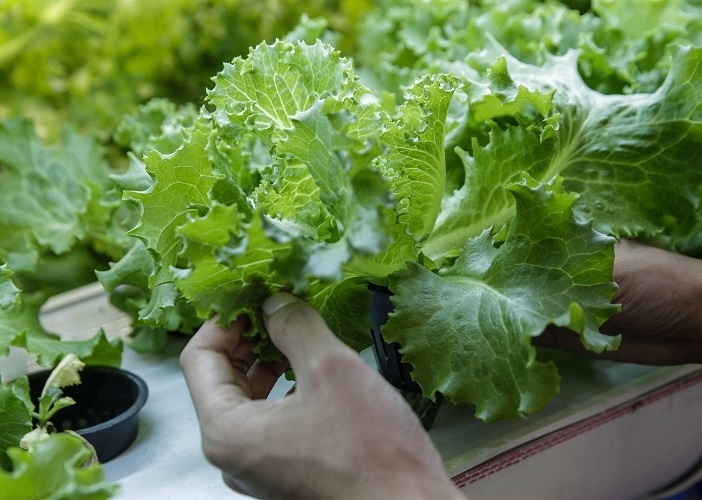 Kenali Berbagai Fungsi Akar bagi Pertumbuhan Tanaman