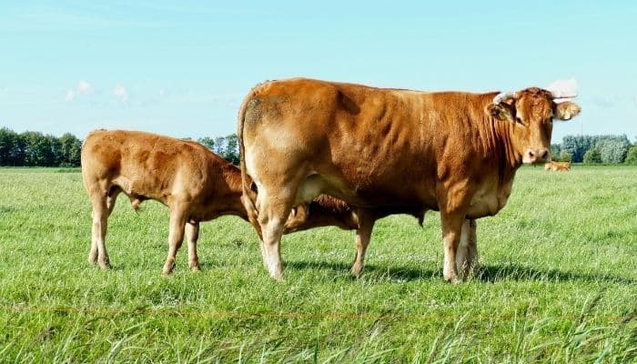 Mengenal Proses dan Sistem Pencernaan pada Hewan Ruminansia