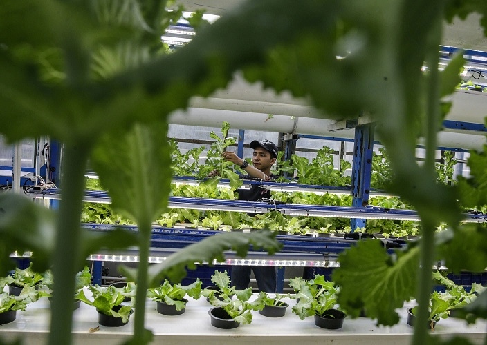 Bagaimana Tanaman Merespons Rangsangan Cahaya? Ini Jawabannya