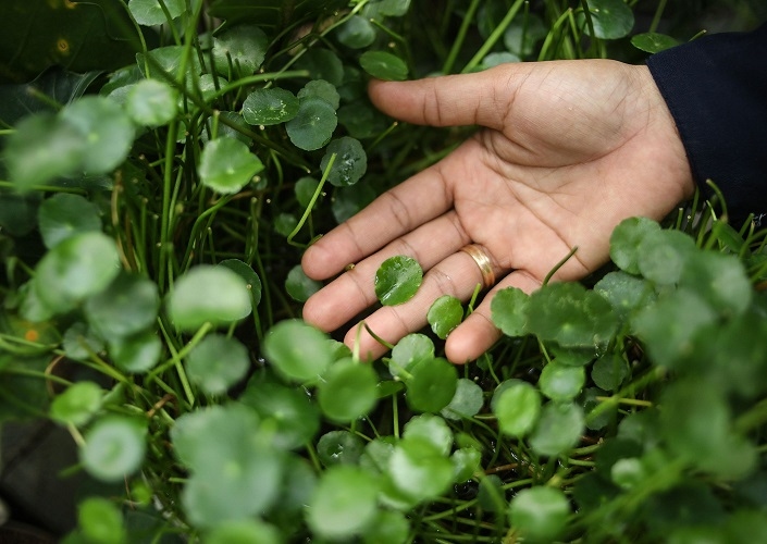Kenapa Daun Berubah Warna? Ini Penjelasan Ilmiah tentang Prosesnya